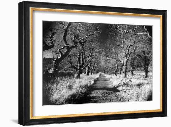 Woods at Loch Fynne, Argyllshire, Scotland-Simon Marsden-Framed Giclee Print