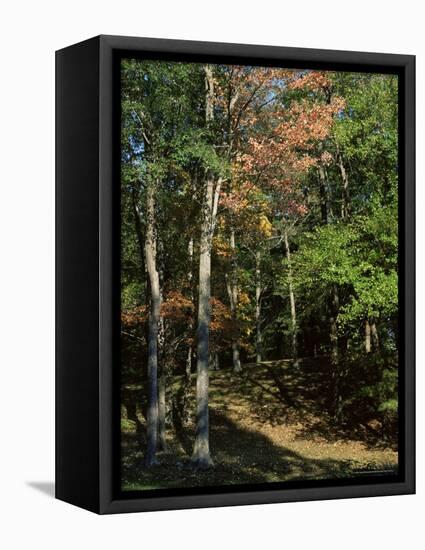 Woods in Autumn, Hudson Valley, New York State, USA-Nedra Westwater-Framed Premier Image Canvas