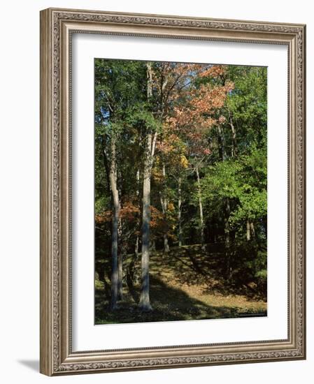 Woods in Autumn, Hudson Valley, New York State, USA-Nedra Westwater-Framed Photographic Print