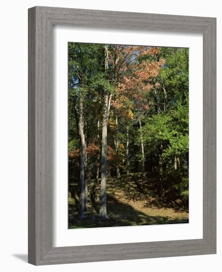 Woods in Autumn, Hudson Valley, New York State, USA-Nedra Westwater-Framed Photographic Print