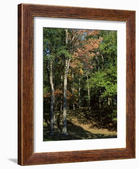 Woods in Autumn, Hudson Valley, New York State, USA-Nedra Westwater-Framed Photographic Print