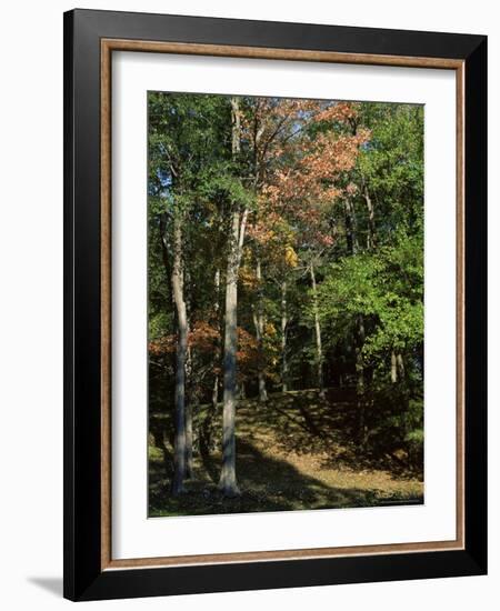 Woods in Autumn, Hudson Valley, New York State, USA-Nedra Westwater-Framed Photographic Print