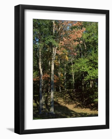 Woods in Autumn, Hudson Valley, New York State, USA-Nedra Westwater-Framed Photographic Print