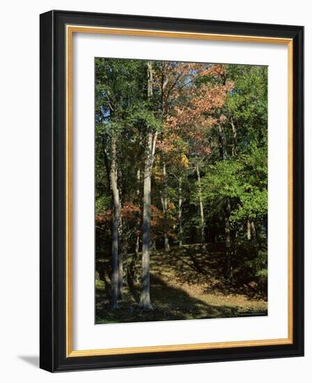 Woods in Autumn, Hudson Valley, New York State, USA-Nedra Westwater-Framed Photographic Print