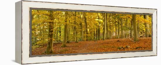 Woods in Autumn Time, Surrey, England, Uk-Jon Arnold-Framed Premier Image Canvas