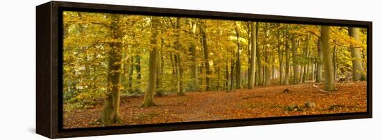 Woods in Autumn Time, Surrey, England, Uk-Jon Arnold-Framed Premier Image Canvas