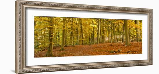 Woods in Autumn Time, Surrey, England, Uk-Jon Arnold-Framed Photographic Print