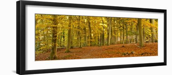 Woods in Autumn Time, Surrey, England, Uk-Jon Arnold-Framed Photographic Print