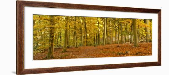 Woods in Autumn Time, Surrey, England, Uk-Jon Arnold-Framed Photographic Print
