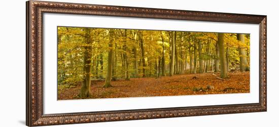 Woods in Autumn Time, Surrey, England, Uk-Jon Arnold-Framed Photographic Print