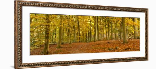 Woods in Autumn Time, Surrey, England, Uk-Jon Arnold-Framed Photographic Print