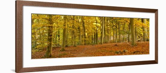 Woods in Autumn Time, Surrey, England, Uk-Jon Arnold-Framed Photographic Print