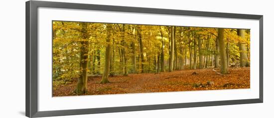 Woods in Autumn Time, Surrey, England, Uk-Jon Arnold-Framed Photographic Print