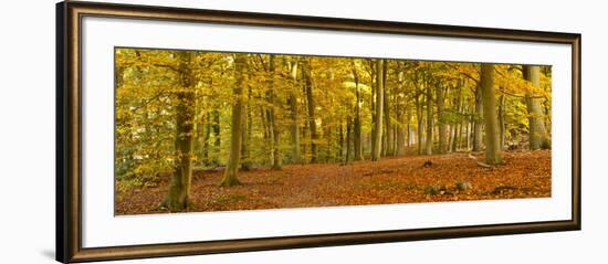 Woods in Autumn Time, Surrey, England, Uk-Jon Arnold-Framed Photographic Print