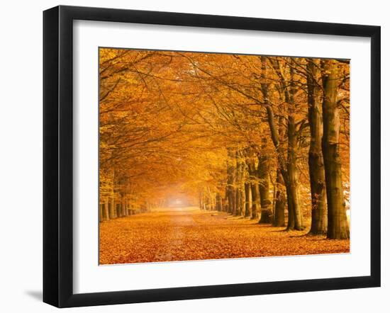 Woods in autumn-Pangea Images-Framed Art Print