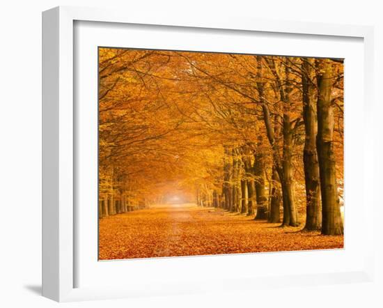 Woods in autumn-Pangea Images-Framed Art Print