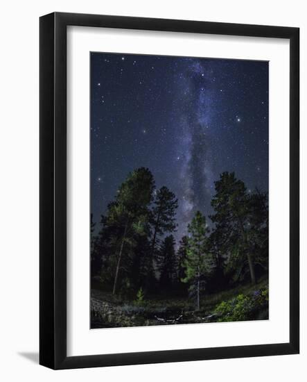 Woods in Bryce Canyon National Park at Night-Jon Hicks-Framed Photographic Print