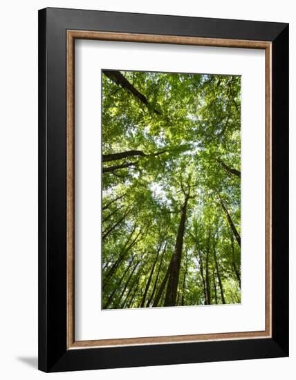 Woods, Shenandoah National Park-Michael Hudson-Framed Giclee Print