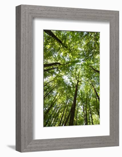 Woods, Shenandoah National Park-Michael Hudson-Framed Giclee Print