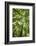 Woods, Shenandoah National Park-Michael Hudson-Framed Giclee Print