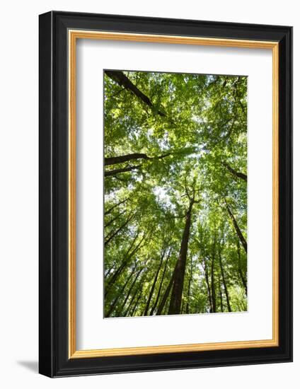 Woods, Shenandoah National Park-Michael Hudson-Framed Giclee Print