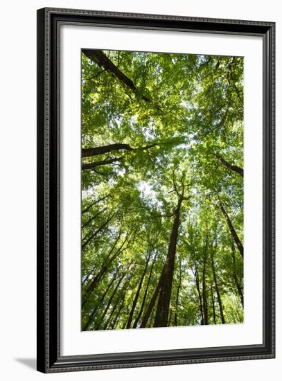 Woods, Shenandoah National Park-Michael Hudson-Framed Art Print