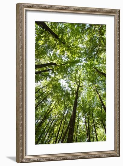 Woods, Shenandoah National Park-Michael Hudson-Framed Art Print