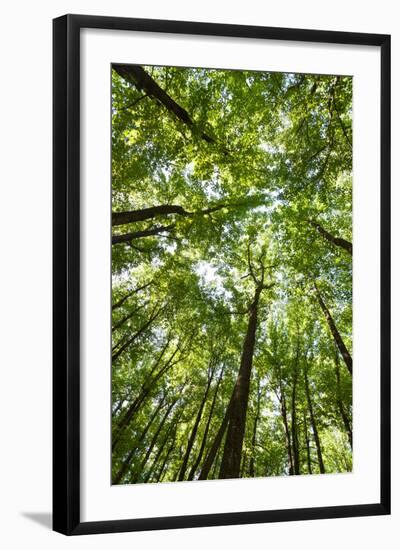 Woods, Shenandoah National Park-Michael Hudson-Framed Art Print