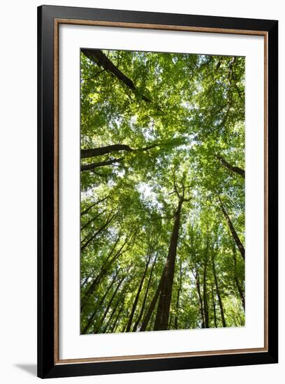 Woods, Shenandoah National Park-Michael Hudson-Framed Art Print