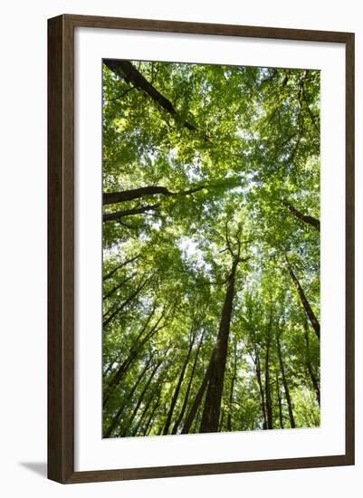 Woods, Shenandoah National Park-Michael Hudson-Framed Art Print