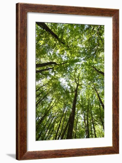 Woods, Shenandoah National Park-Michael Hudson-Framed Art Print