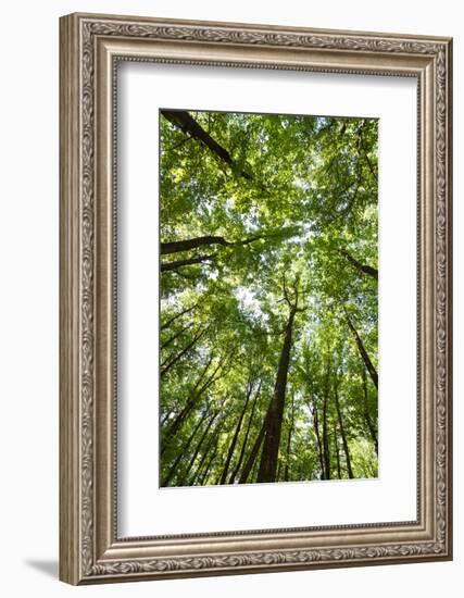 Woods, Shenandoah National Park-Michael Hudson-Framed Art Print