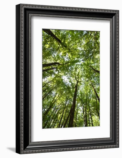 Woods, Shenandoah National Park-Michael Hudson-Framed Art Print