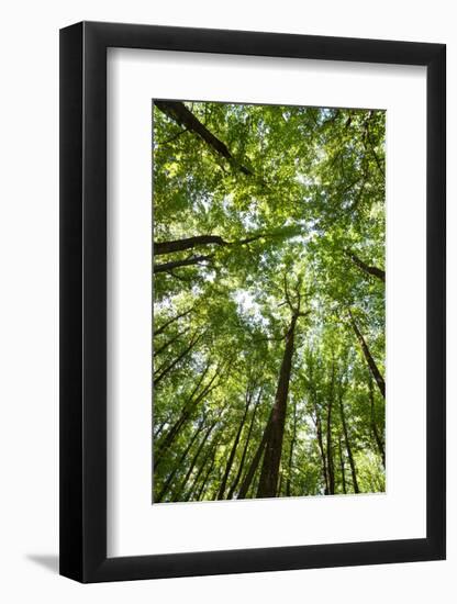 Woods, Shenandoah National Park-Michael Hudson-Framed Art Print
