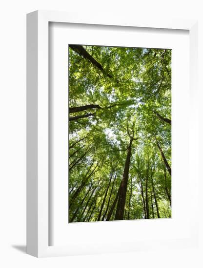 Woods, Shenandoah National Park-Michael Hudson-Framed Art Print