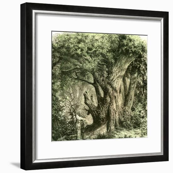 Woods Uk 19th Century-null-Framed Giclee Print