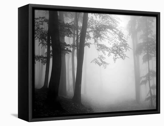 Woods-null-Framed Premier Image Canvas