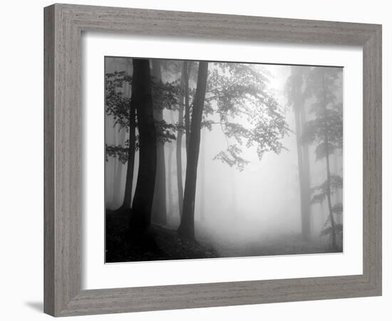 Woods-null-Framed Photographic Print