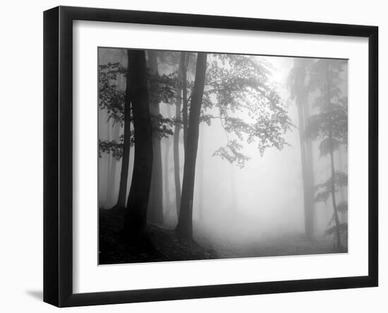 Woods-null-Framed Photographic Print