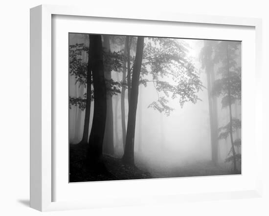 Woods-null-Framed Photographic Print