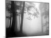 Woods-null-Mounted Photographic Print