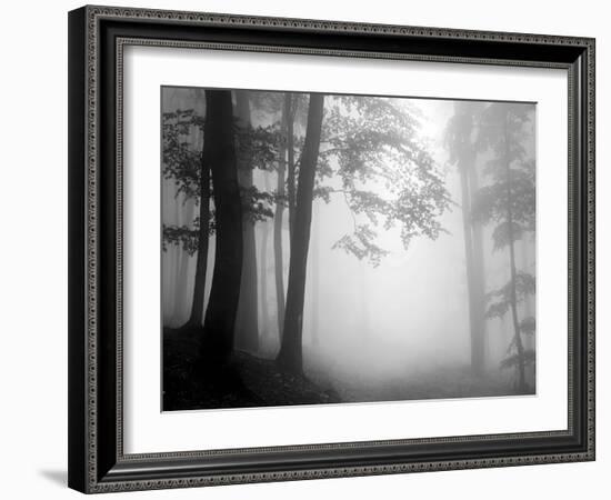 Woods-null-Framed Photographic Print