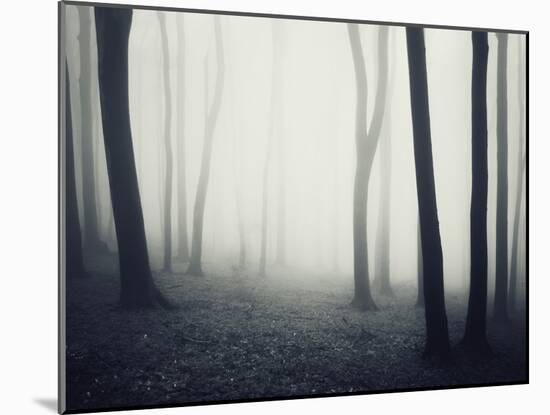 Woods-PhotoINC-Mounted Photographic Print