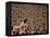 Woodstock, 1970-null-Framed Stretched Canvas