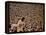 Woodstock, 1970-null-Framed Stretched Canvas