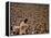 Woodstock, 1970-null-Framed Stretched Canvas