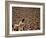 Woodstock, 1970-null-Framed Photo