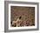 Woodstock, 1970-null-Framed Photo