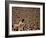 Woodstock, 1970-null-Framed Photo