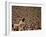 Woodstock, 1970-null-Framed Photo